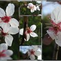 Fleurs de prunus