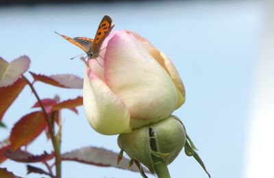 Les défis du samedi