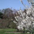 Kew Gardens - Arbres en fleurs
