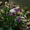 Iris versicolor 'Americana' photo et culture