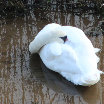 Fais moi un cygne...