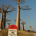 L&rsquo;all&eacute;e des Baobabs