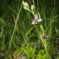 Quelques Orchidées du jardin