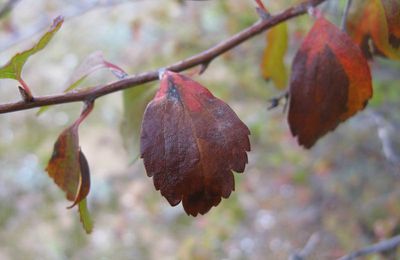 L'automne des poètes