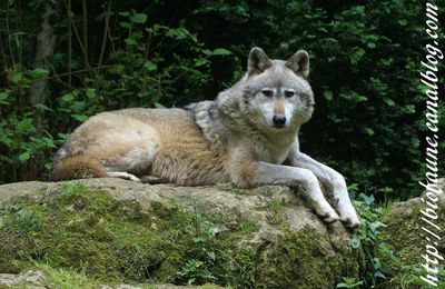 Moins de 2 % de loups hybrides dans les Alpes suisses 