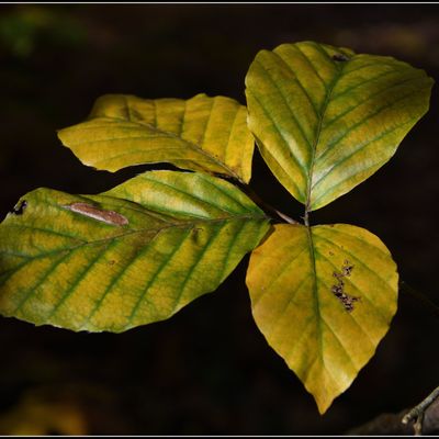 Hêtre ou ne pas hêtre?..