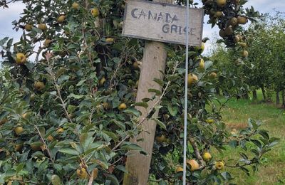 ...Cueillettes de pommes à Reyrieux dans l'Ain...(Scea Les vergers Penin)