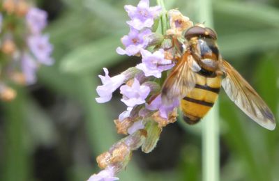 Un syrphe des fleurs ou une volucelle zonée ?