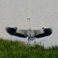 la Réserve Naturelle et La Rochelle ce 10 juin