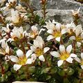 saxifrage à deux fleurs