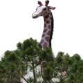 Retour de la girafe à la vie sauvage