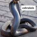 Cobra royal 