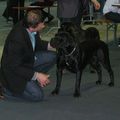 Résultat Luxembourg dog show