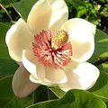 La fleur de Magnolia