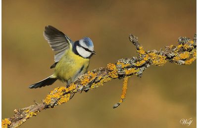 Mésange bleue : Cyanistes caerulus