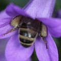 L'Abeille à miel , Apis mellifera