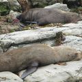 Kaikoura (Nouvelle-Zélande)