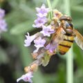 Un syrphe des fleurs ou une volucelle zonée ?