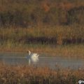 2015-11-11 : stage d'observation d'oiseaux en Camargue - Jour 4