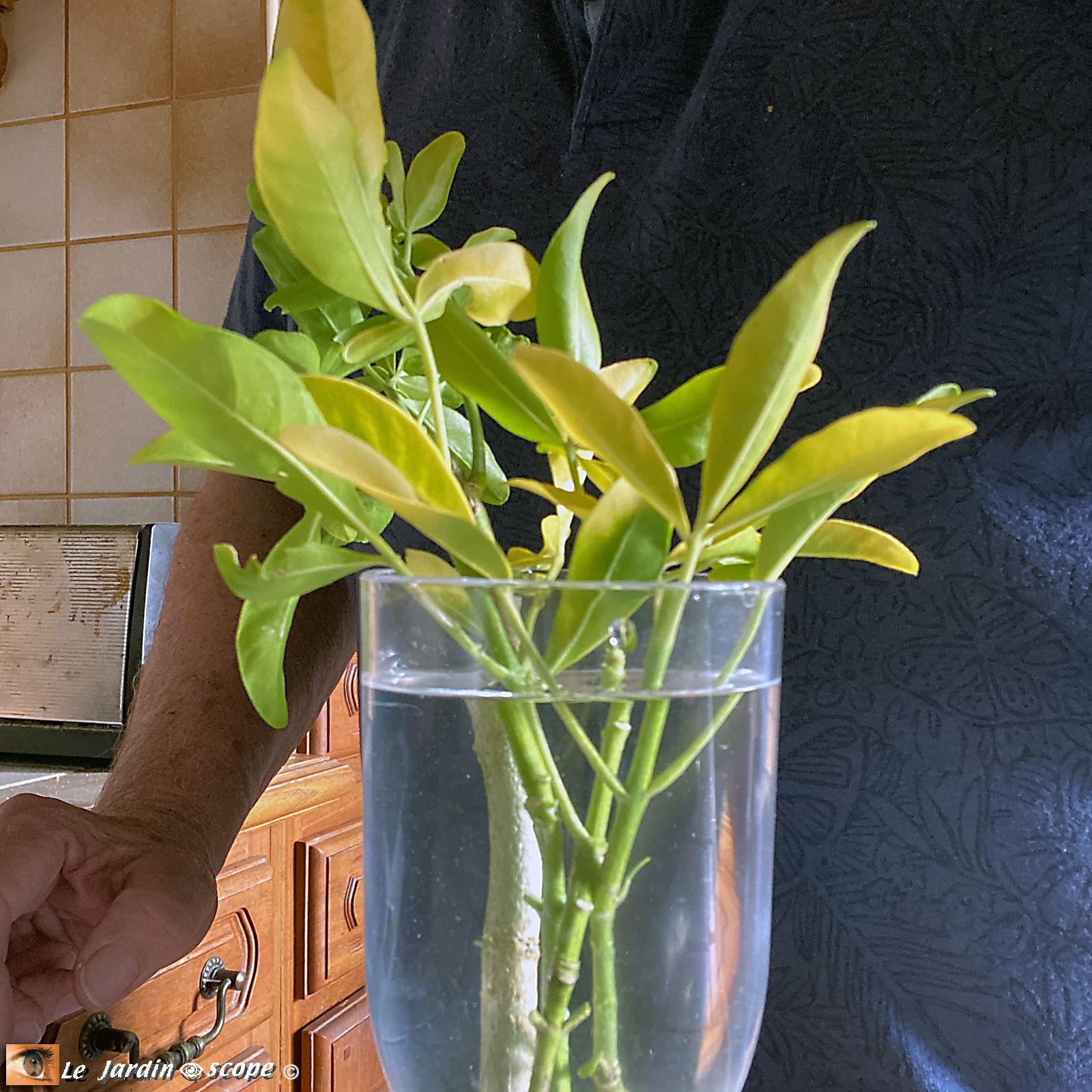 Bouture de Choisya - Oranger du Mexique