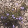 Petites fleurs d'en haut