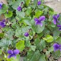 Gourmandises, Bouquet de violettes, le jardin s'éveille 