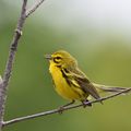 Prairie warbler