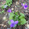 VIOLETTES  IMPERIALES ou de TOULOUSE peu-être....