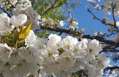 Préparatifs de printemps et Art déco