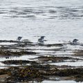 Petits limicoles du littoral charentais