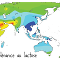 L'histoire de l'intolérance au lactose