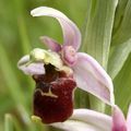Ophrys fuciflora (Ophrys bourdon)