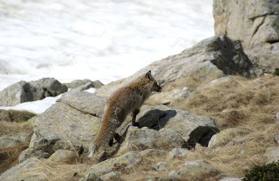 Une marmotte, un loup, ou un renard