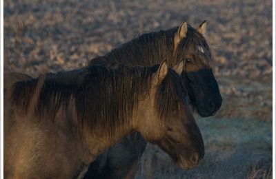 Chevaux dans le Marais