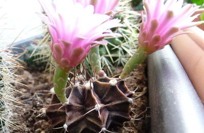Le cactus qui faisait des fleurs plus grosses que lui