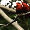 Parc des Oiseaux : Perruches rouges