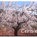 Le cerisier
