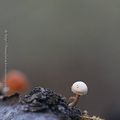 Champignons * Mushrooms #2
