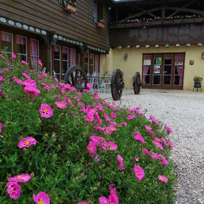 La flamboyante Ciste devant l'auberge