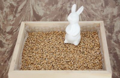 Pâques : le carré de verdure DIY pour lapins, poules, poussins 