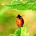 Magie Naturelle : apporter un peu d 'argent dans votre vie avec la cannelle