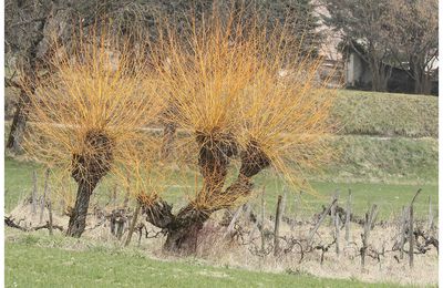 Taille d'osiers et saules