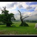 LA PRAIRIE D'HERBE BLEUE