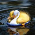 Petit canard ...