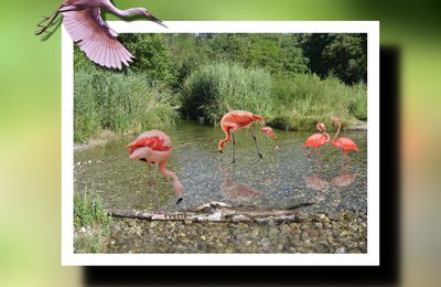 MONTAGE DE PHOTOS AVEC GIMP LES FLAMANDS ROSE