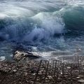 - Avant la déferlante - Face à la mer d’incurie