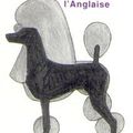 coupe de caniche "lion a l'anglaise"