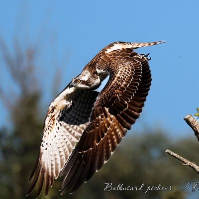 Rapaces et passereaux de 2023 et 2024 !
