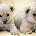 Deux petits lions...