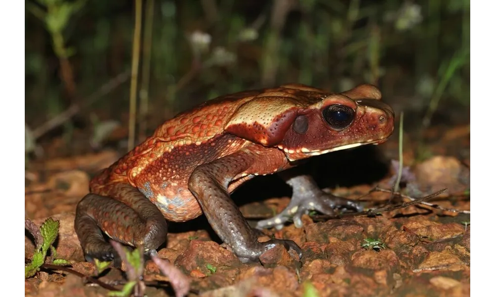 Sous la clarté de la Lune gibbeuse, le crapaud de Leschenault